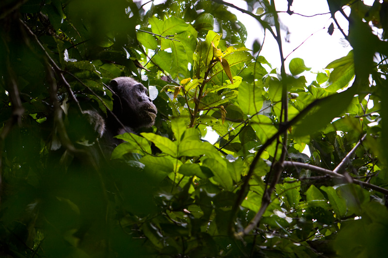 Chimpanzee In Tree